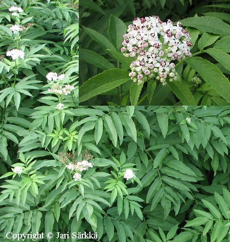  Sambucus ebulus